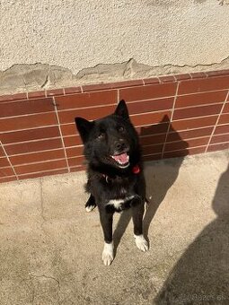 Darujeme mladého psíka