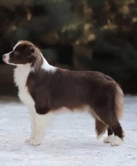 Miniaturní americký ovčák cervena bikolorna fena