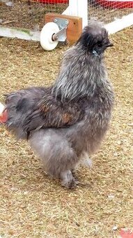 Hodvábnička- kohút