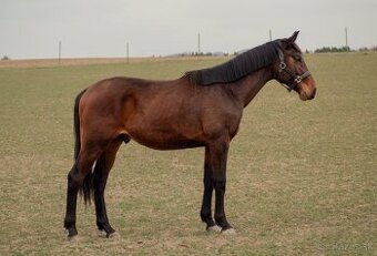 Predám 2 ročného žrebca ČT