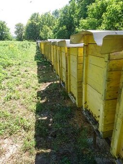Predám silné prezimované včelstvá - rámiková miera B, CS