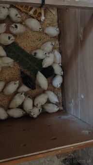 Kohuti prepelica texas