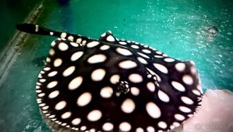 Potamotrygon Black biamond big spot
