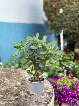 Tučnolisť- Crassula