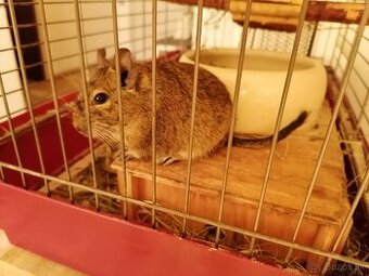 Osmák Degu