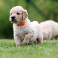 Zlatý retriever/ Golden retriever