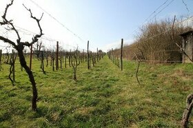 VINICA - ZLATÉ MORAVCE