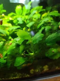 Anubias