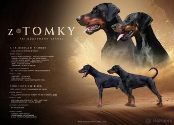 Dobermann