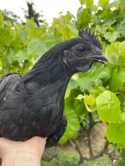 Ayam cemani