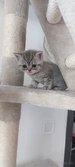 Britská mačka MRAMOR TABBY