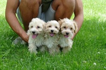 Maltipoo s doručením