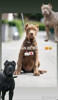 Bandog, Molos, Mastif