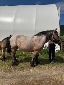 Arden kobyla +zrieba