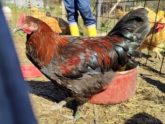 Predám čistokrvných kohútov- Maranska medenokrká