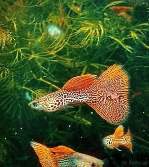 Guppy_čisté formy