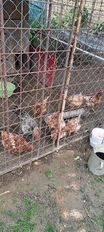 Darujem sliepky a kohúta.