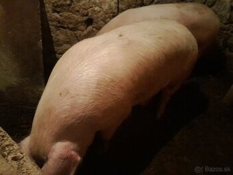 Predam ošipanu . Krmnika - 1