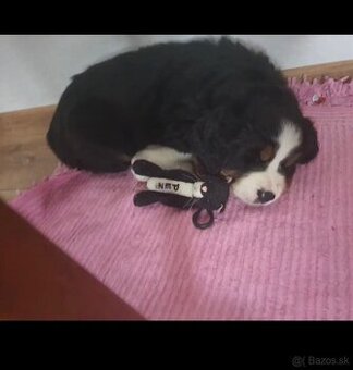 Salašnicky bernsky pes šteniatka