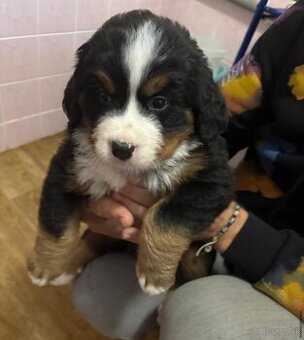 Salašnicky bernsky pes šteniatka