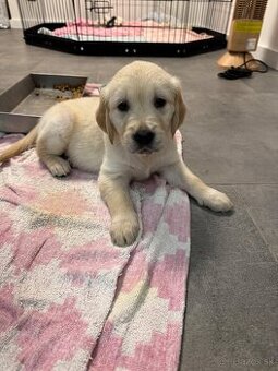 Šteniatko zlatého retrievera - 1