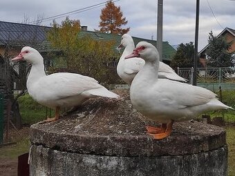 Predám/vymením kačky a káčera barbarie