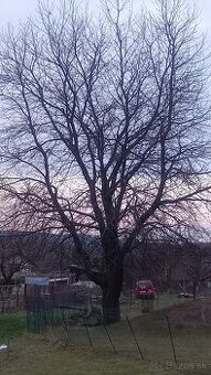 Predám ČEREŠŇOVE drevo pre stolára a pod. Čerešňa zatiaľ sto