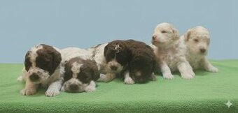 Lagotto Romagnolo steniatko