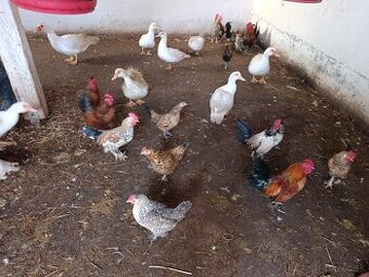 Pižmové kačice a Liliputky