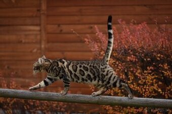 Bengálsky kocúr s PP na krytie