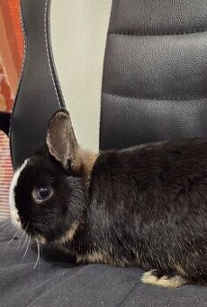 Predám zakrslé králiky