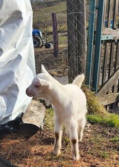 Capko ručne odchovaný