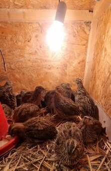 Prepelice faraon Jumbo