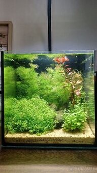 Low Tech akvárium s krevetkami