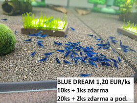 BA/ZA - krevety neocar. BLUE DREAM - 0,50-1,20 EUR/ks