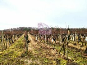 Obrábaný vinohrad v Limbachu