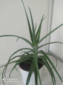 Krásne mohutné Aloe Vera cca 20-25rocne - 1