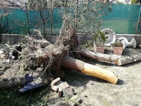 Odstranovanie korenov, cistenie ploch od korenov, aj na tazk