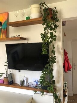 Rhaphidophora tetrasperma (mini monstera)