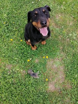 Predám šteňatá Jagdterriéra
