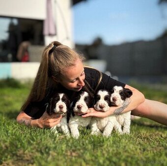 Anglicky Springerspaniel s PP