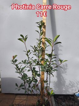 Vavrínovec lekársky NOVITA 5€