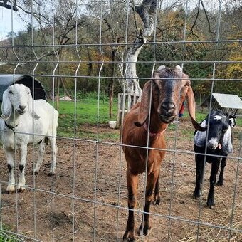100% AN koza pripustená
