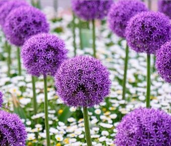 Okrasný cesnak Purple Sensation 80-100 cm 0,60€