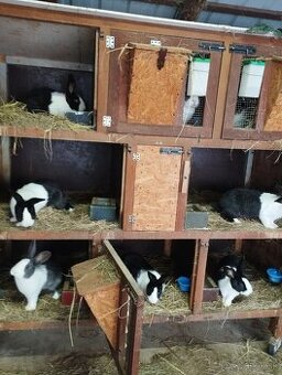 Šarišský obrovitý