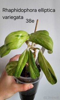 Rhaphidophory - rôzne druhy