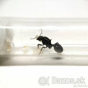 Predam Messor barbarus mravce, mravec