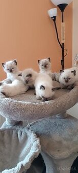 Ragdoll mačiatka, mačka