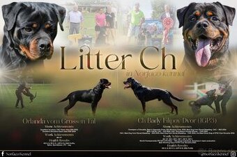 Rottweiler, Rotvajler, Rtw s pp