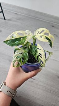 Monstera adansonii veriegata - izbova rastlina